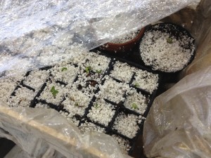 Catalpa seeds germinating in Chicago workroom coldframe.