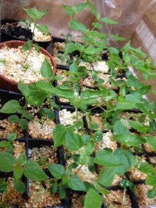 Catalpa seedlings at 4 weeks old.